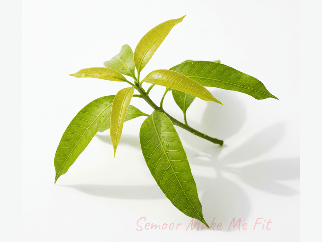 Fresh Green Mango Leaves