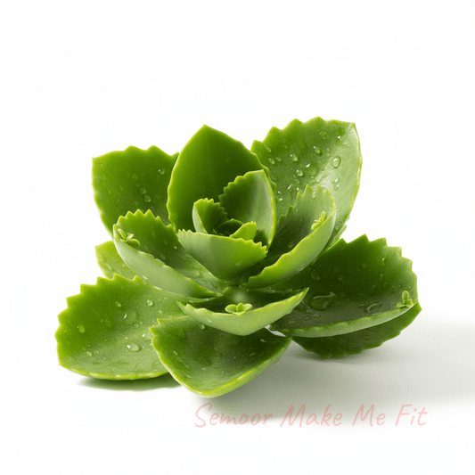 Fresh green leaf-of-life plant - authentic Jamaican miracle leaf