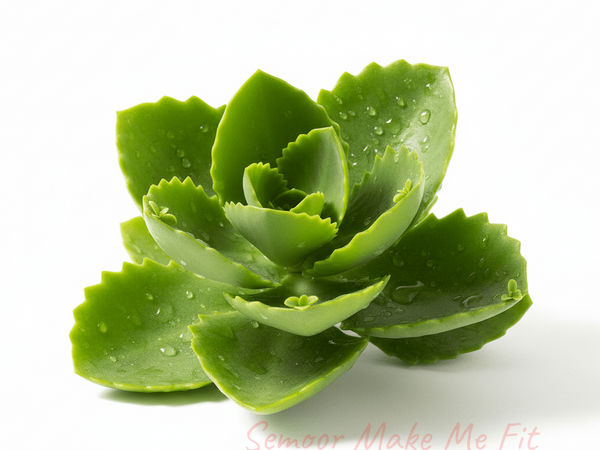 Fresh green leaf-of-life plant - authentic Jamaican miracle leaf